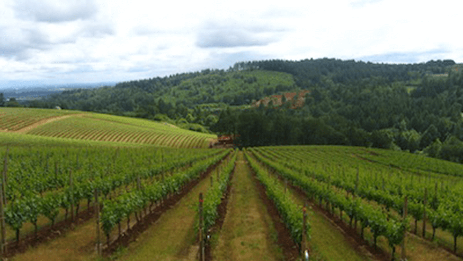  Woodinville local vineyard 