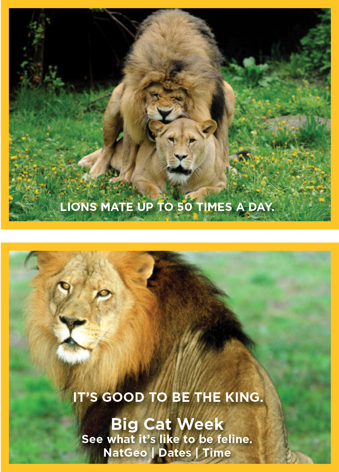 NatGeo_LionsMate.jpg