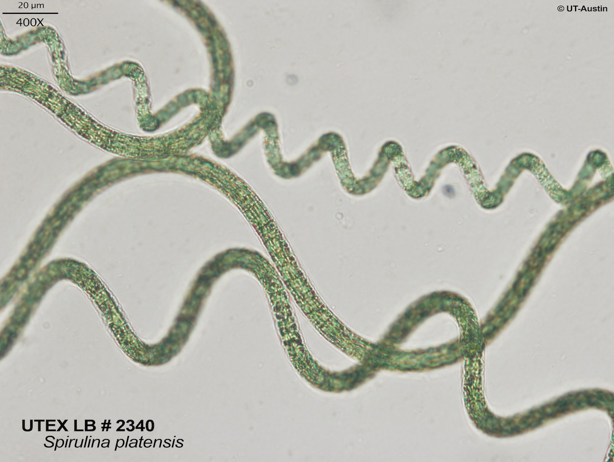 2340 Spirulina platensis 2.jpg