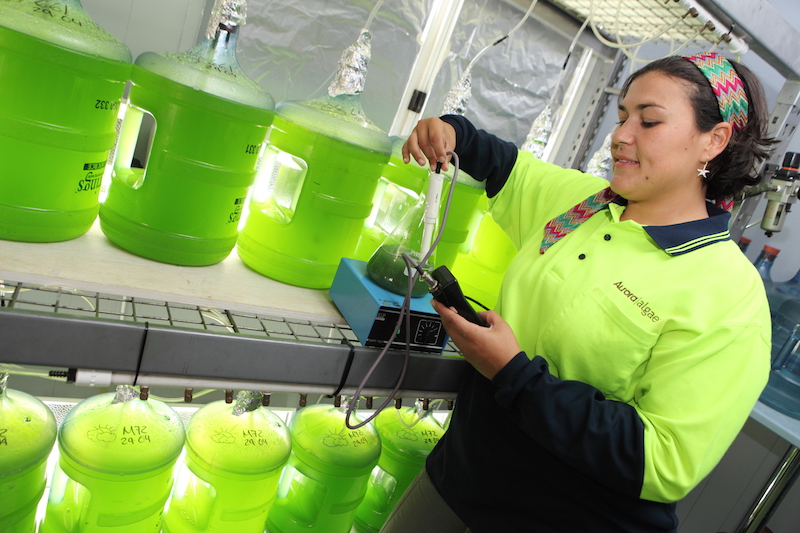 Biologist Marcella Saracco begins the icoculm stage of algae growth.JPG
