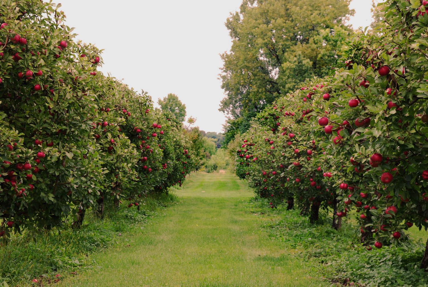 orchard1.jpg