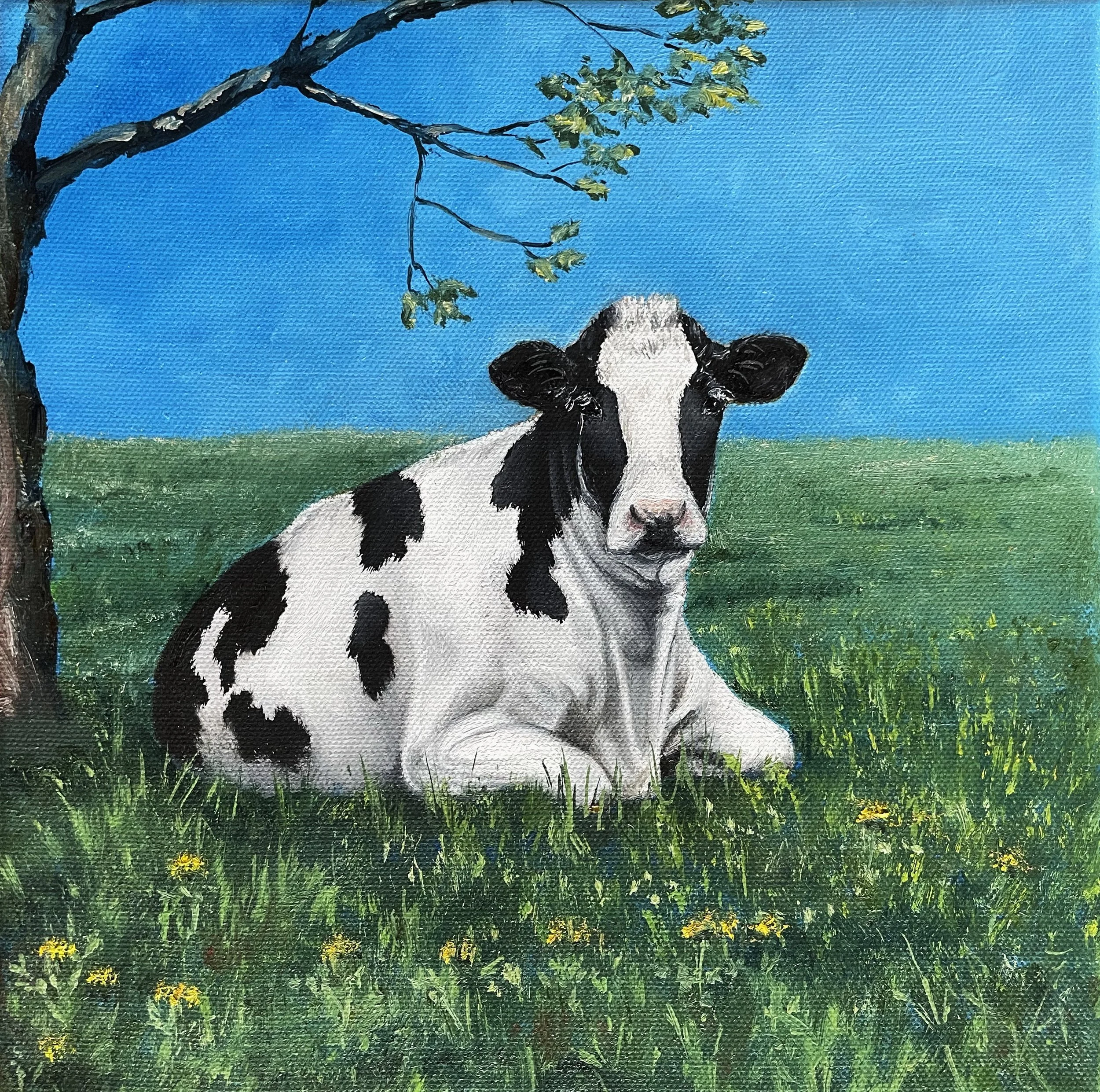 Holstein Resting