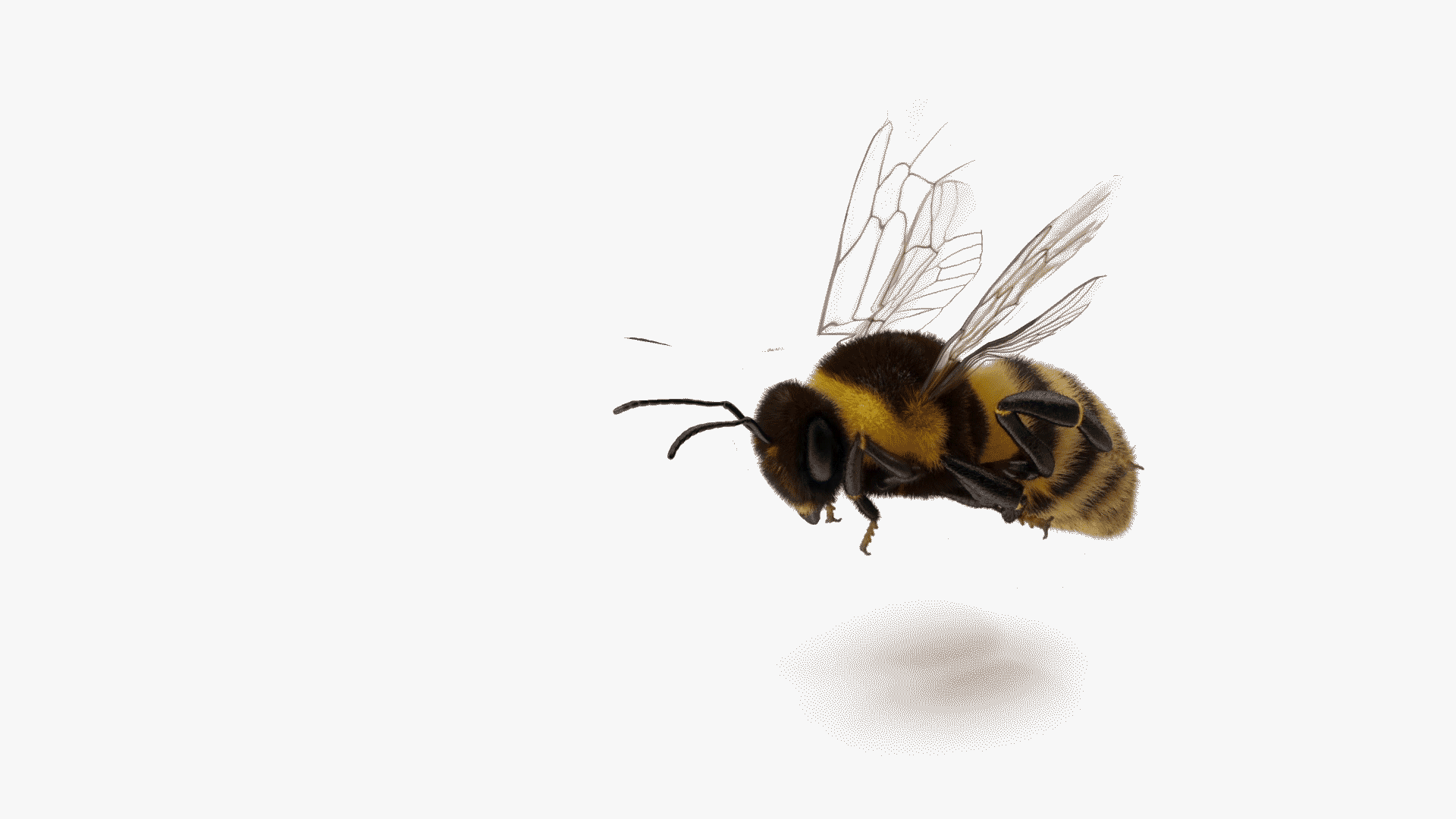 bumble.gif