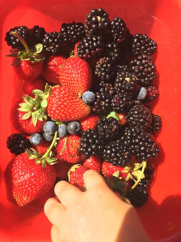 Fruit Picking Fruit.jpg