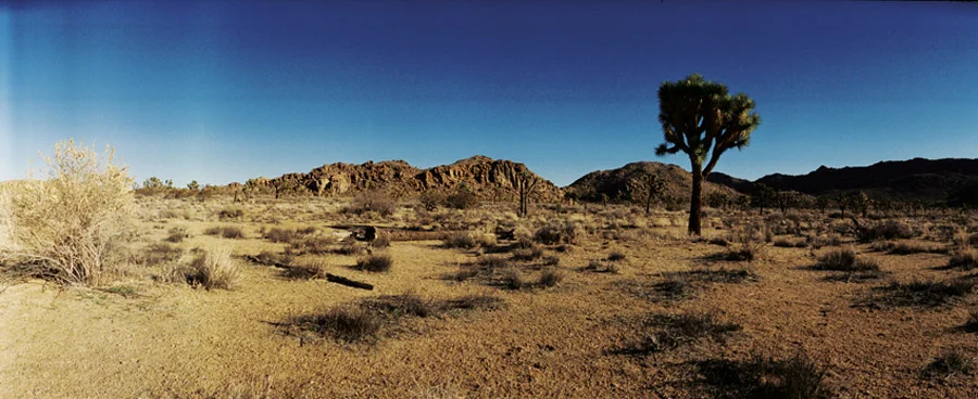 Single Tree - Joshua Tree #75