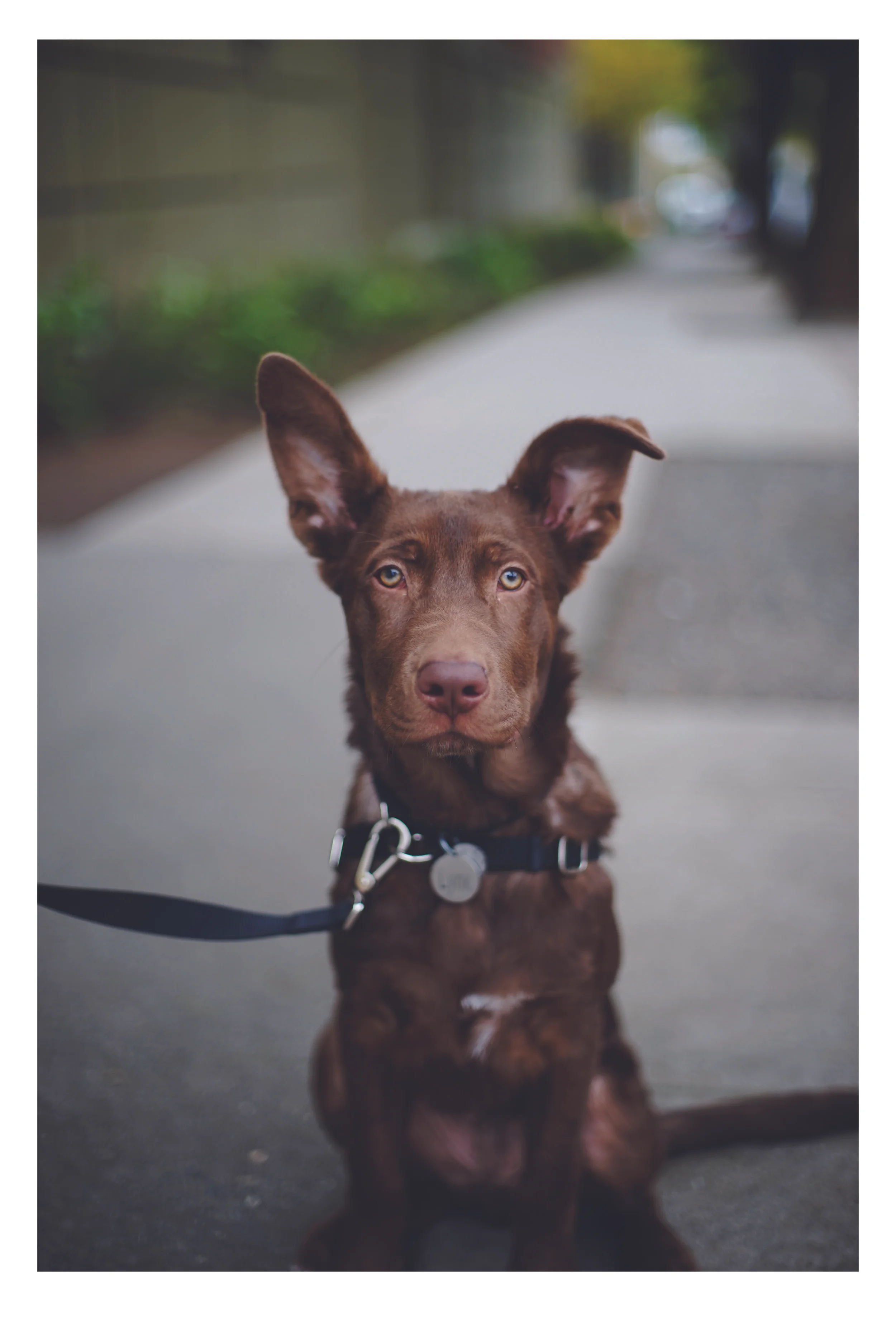 F dog 12x18.jpg