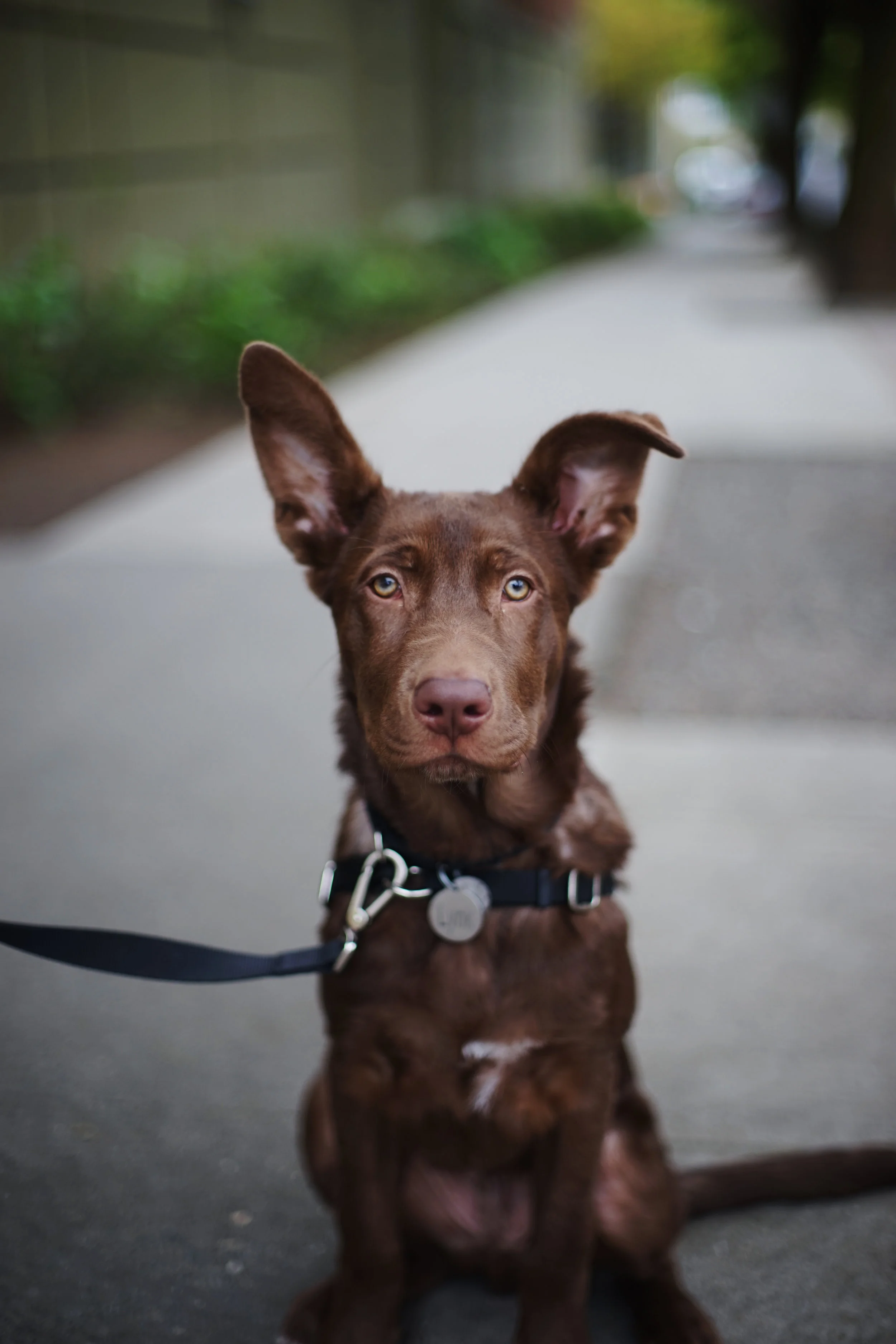 Dog - Seattle  #79