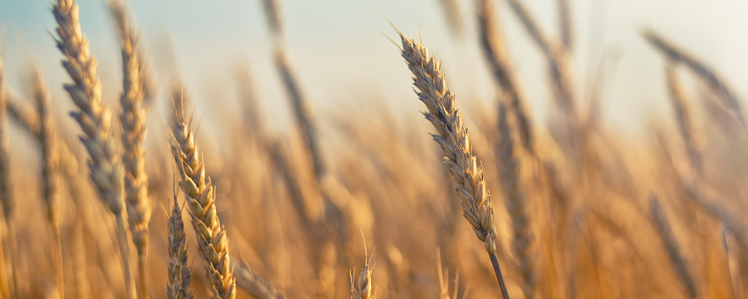 WheatBanner.png