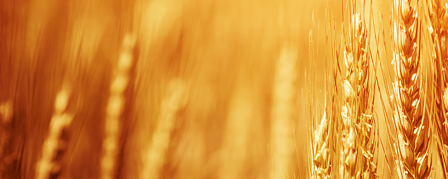 Wheat3Banner.png