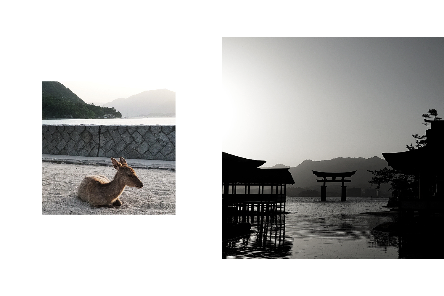 Left: Deer. Right: Grand Torii Gate during sunset.