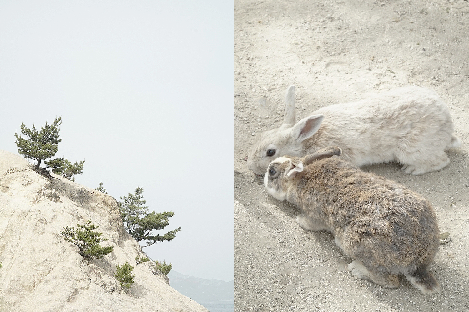 Left: Cliff on Okinoshima island. Right: Wild rabbits.