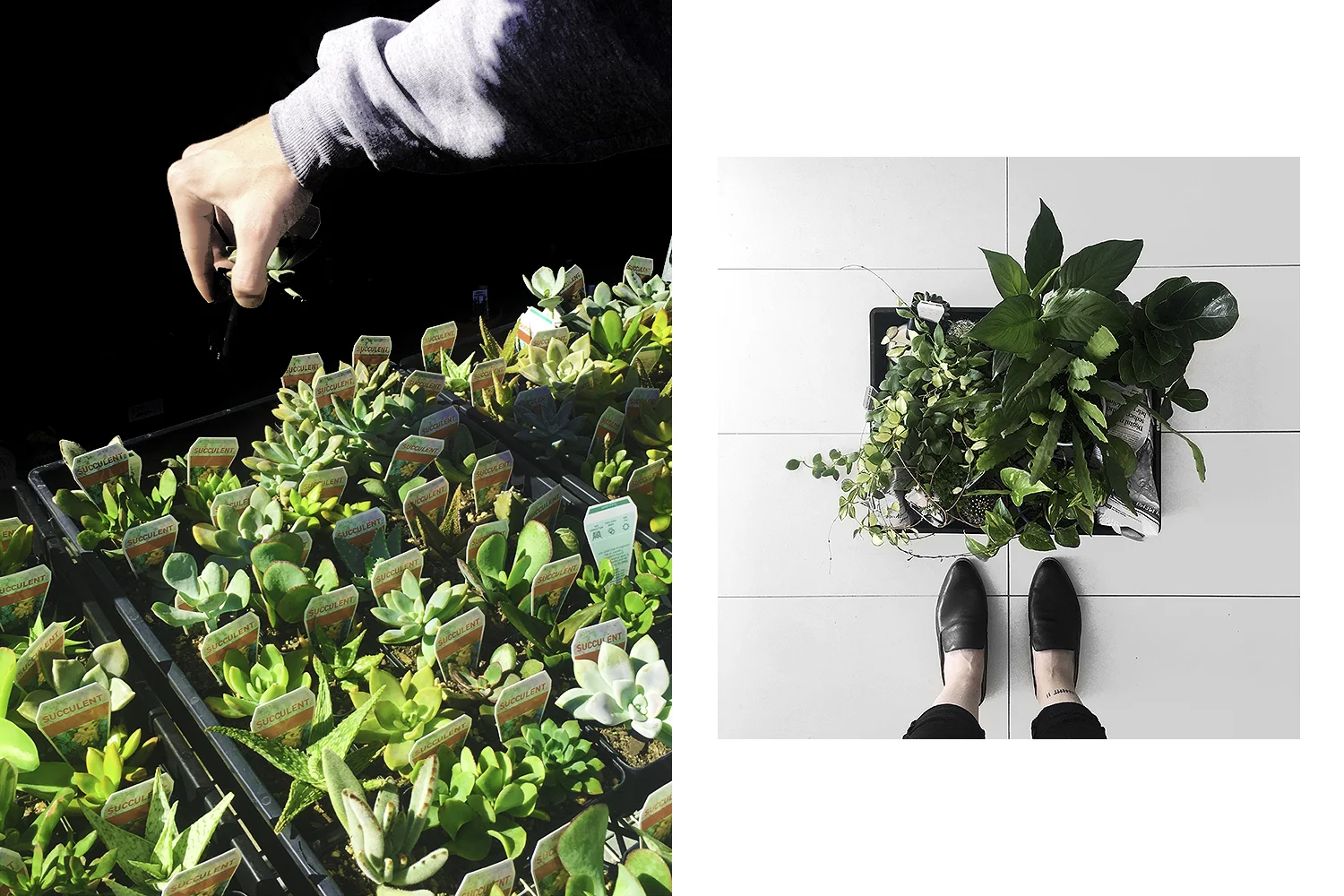 Left: succulents, Right: tray of plants I bought home