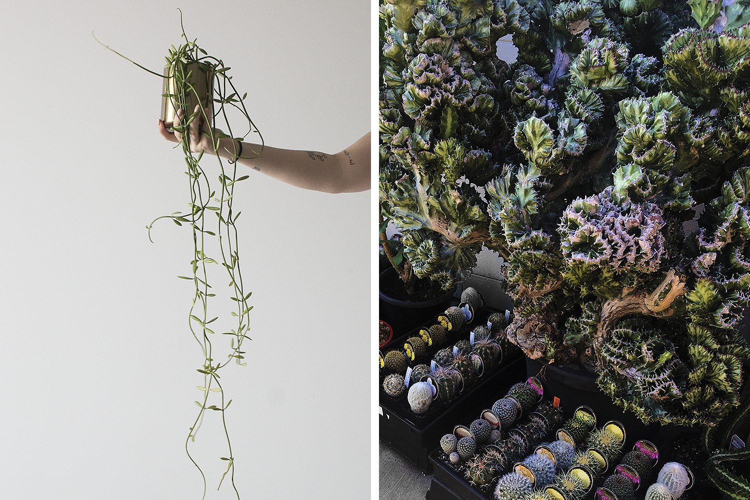 Right: cacti