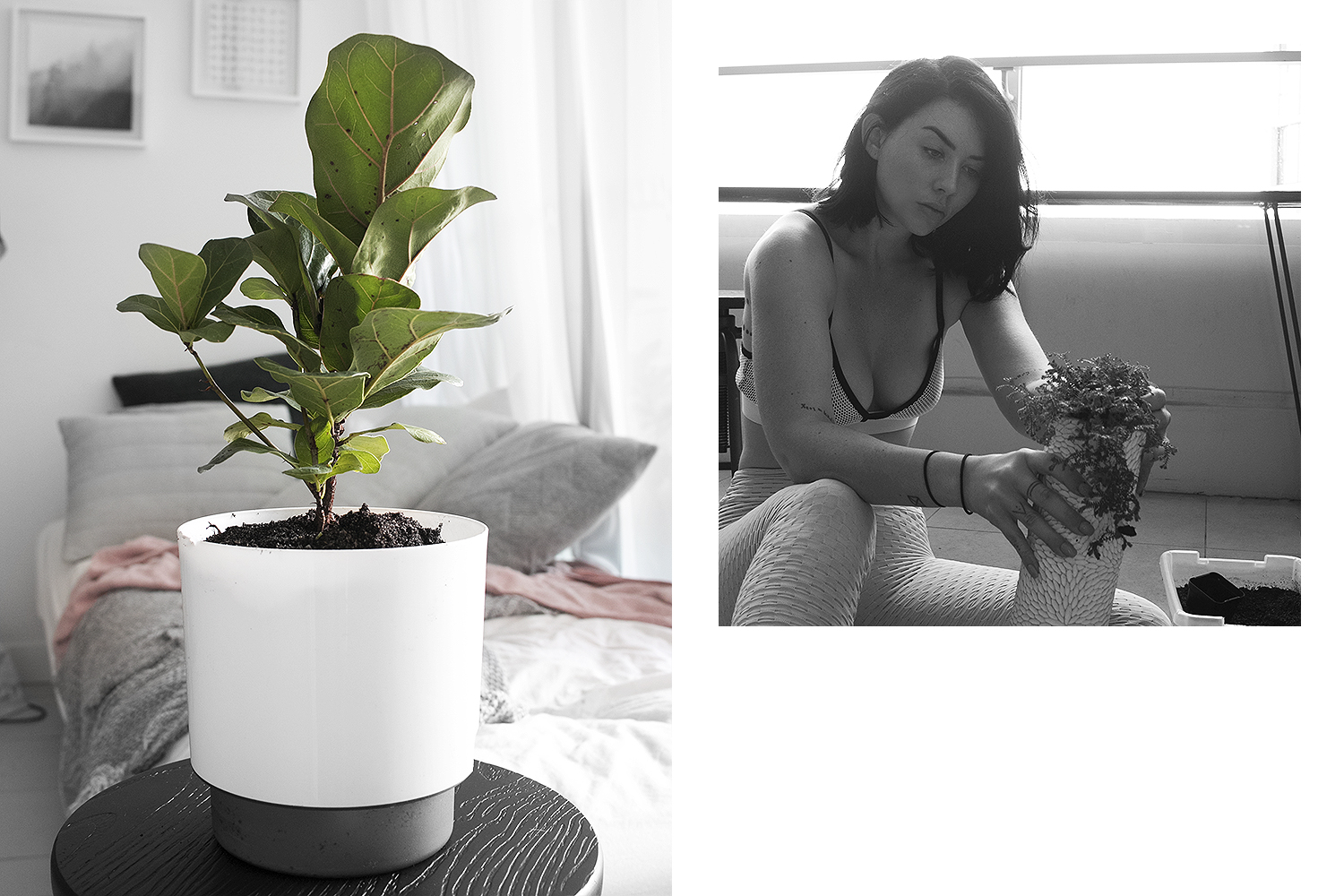 Left: fiddle leaf fig, Right: planting