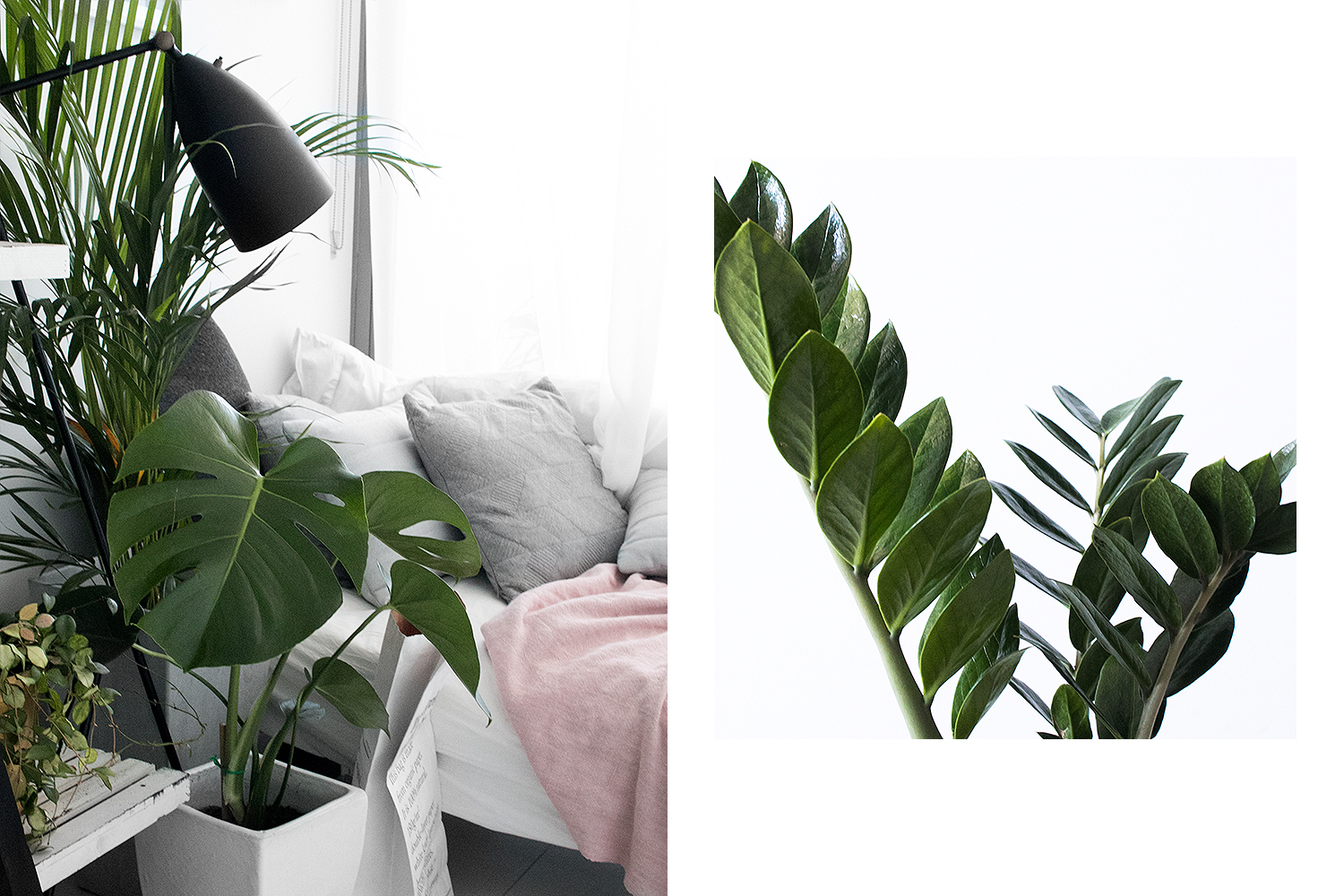 Left: golden cane palm, monstera deliciosa, Right: ZZ plant