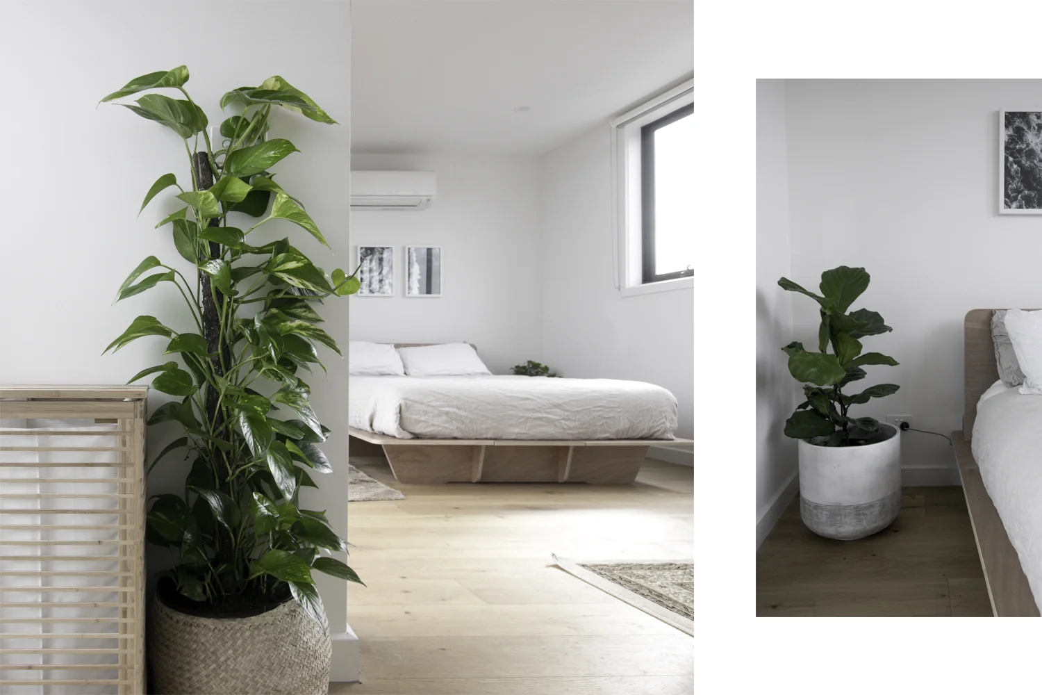 Left: Clothes hamper and pothos, Right: Fiddle Leaf Fig