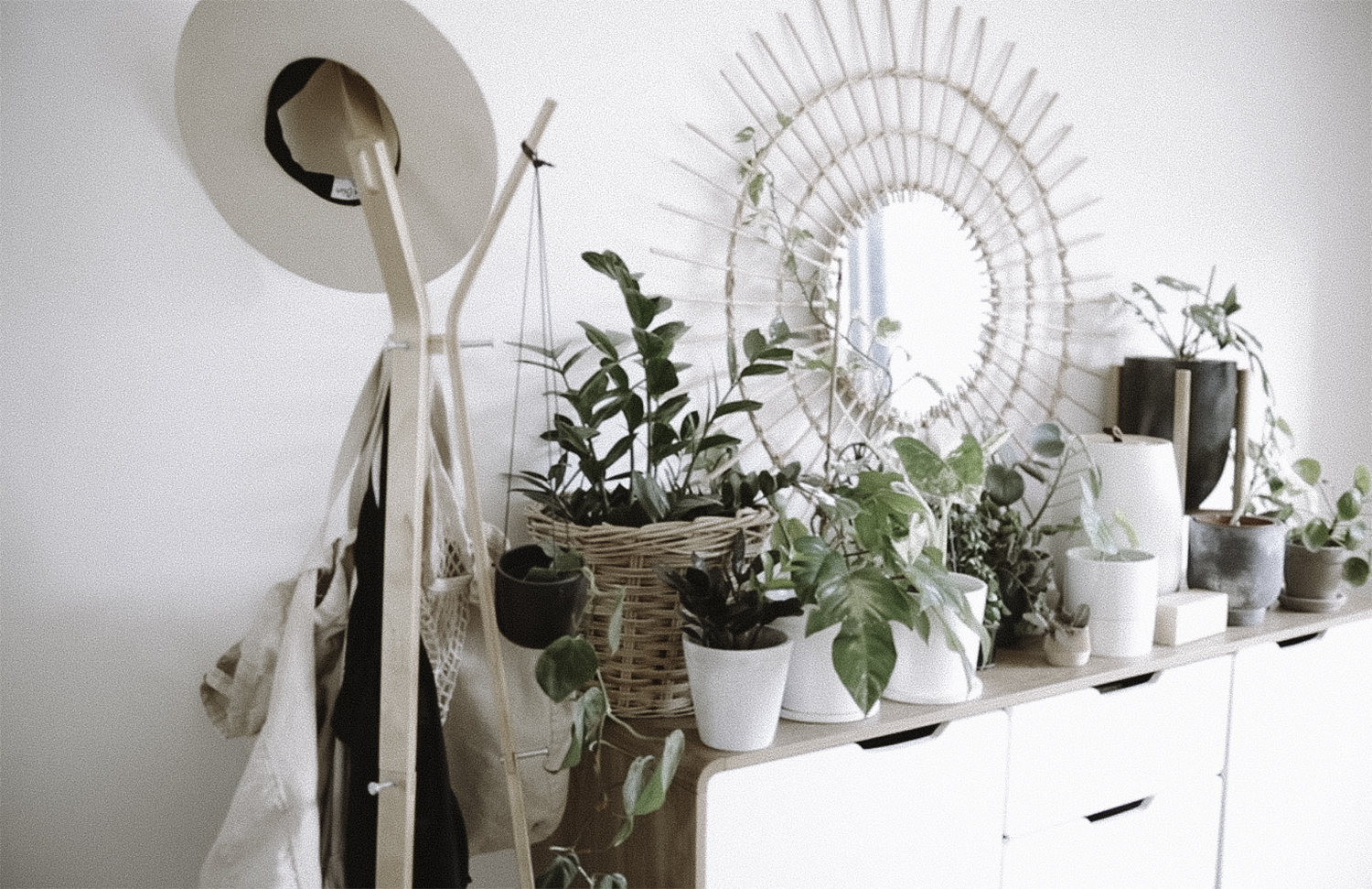 5 Easy House Plants For Beginners Rachel Aust 5 Easy House Plants For Beginners Rachel Aust