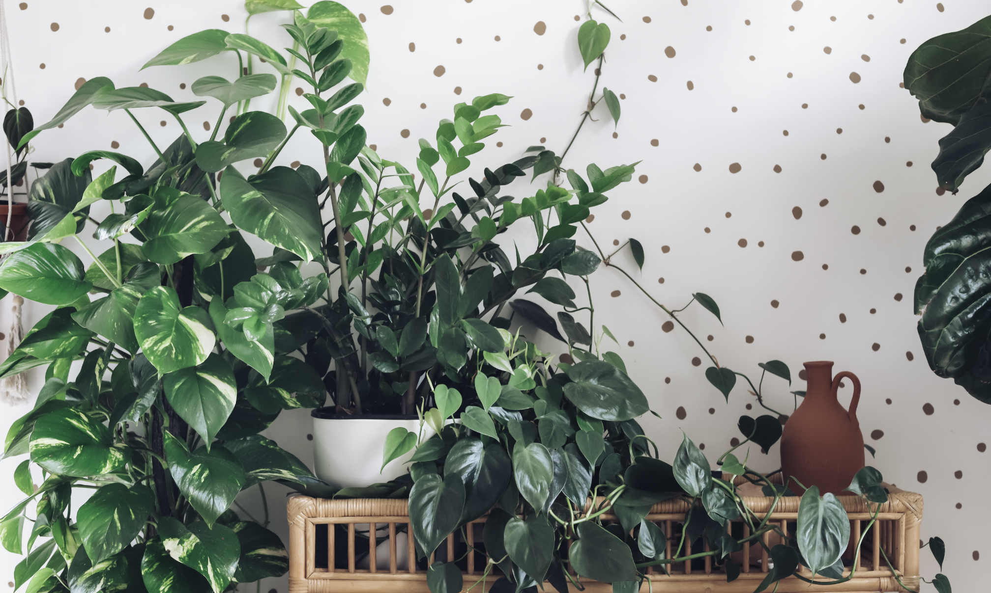Plant Care Tips I Wish I Knew Sooner