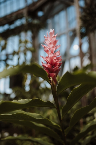 Belle-Isle-Conservatory-Wedding-Shoot-26.jpg