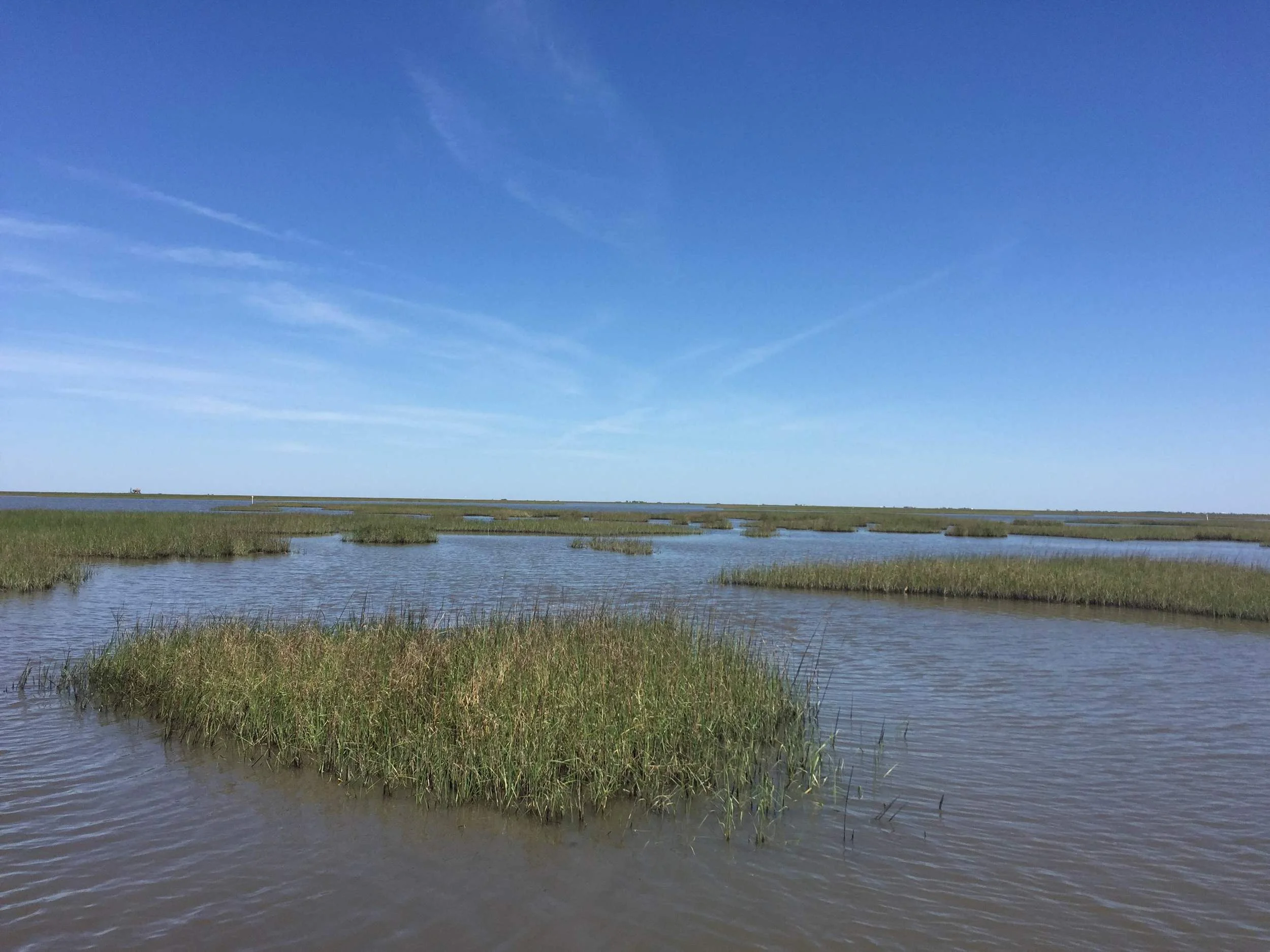  Smooth cordgrass in Terrebonne Bay, Louisiana 