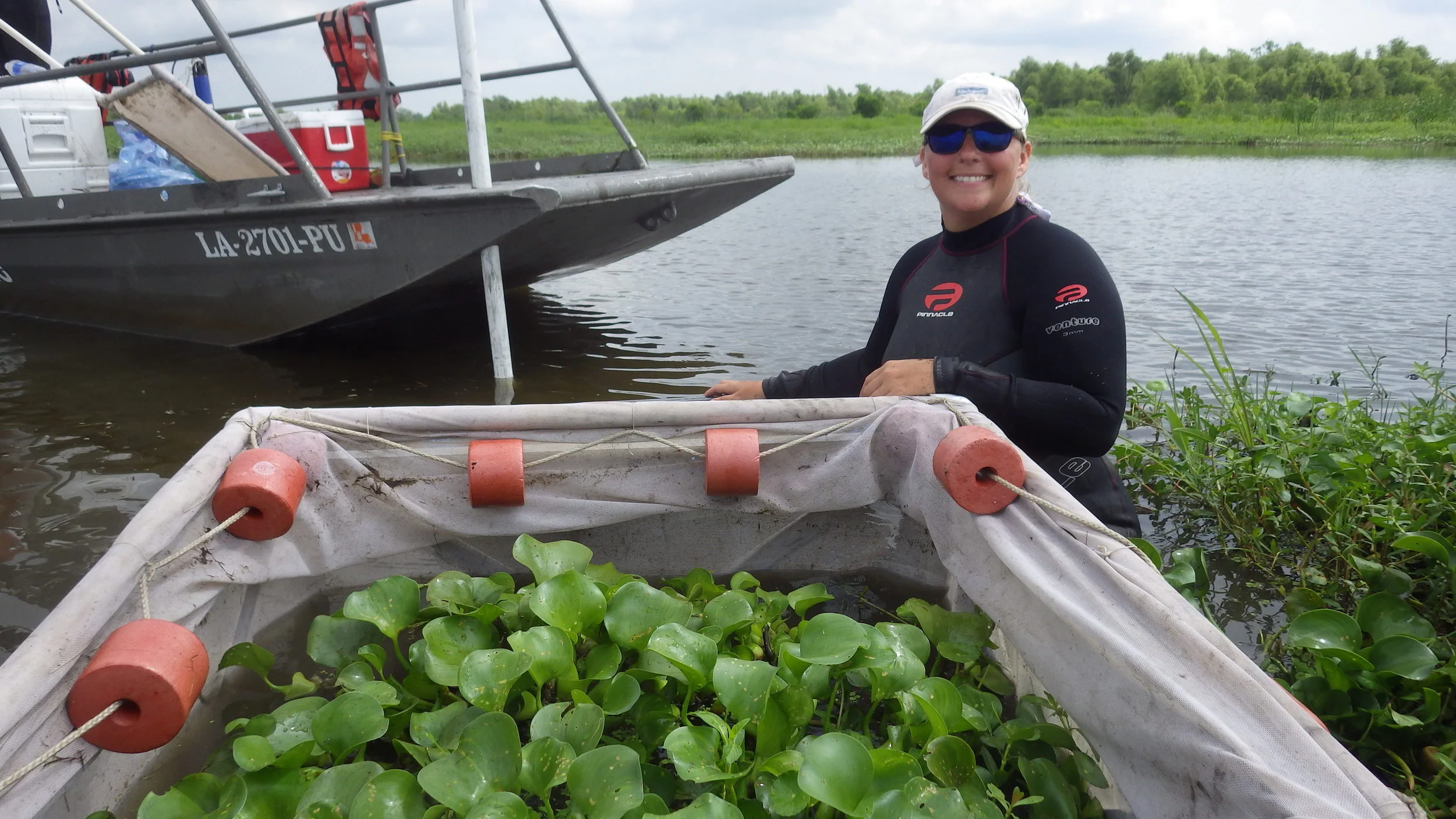  Collecting nekton in a patch of floating water hyacinth in Barataria Bay, Louisiana 