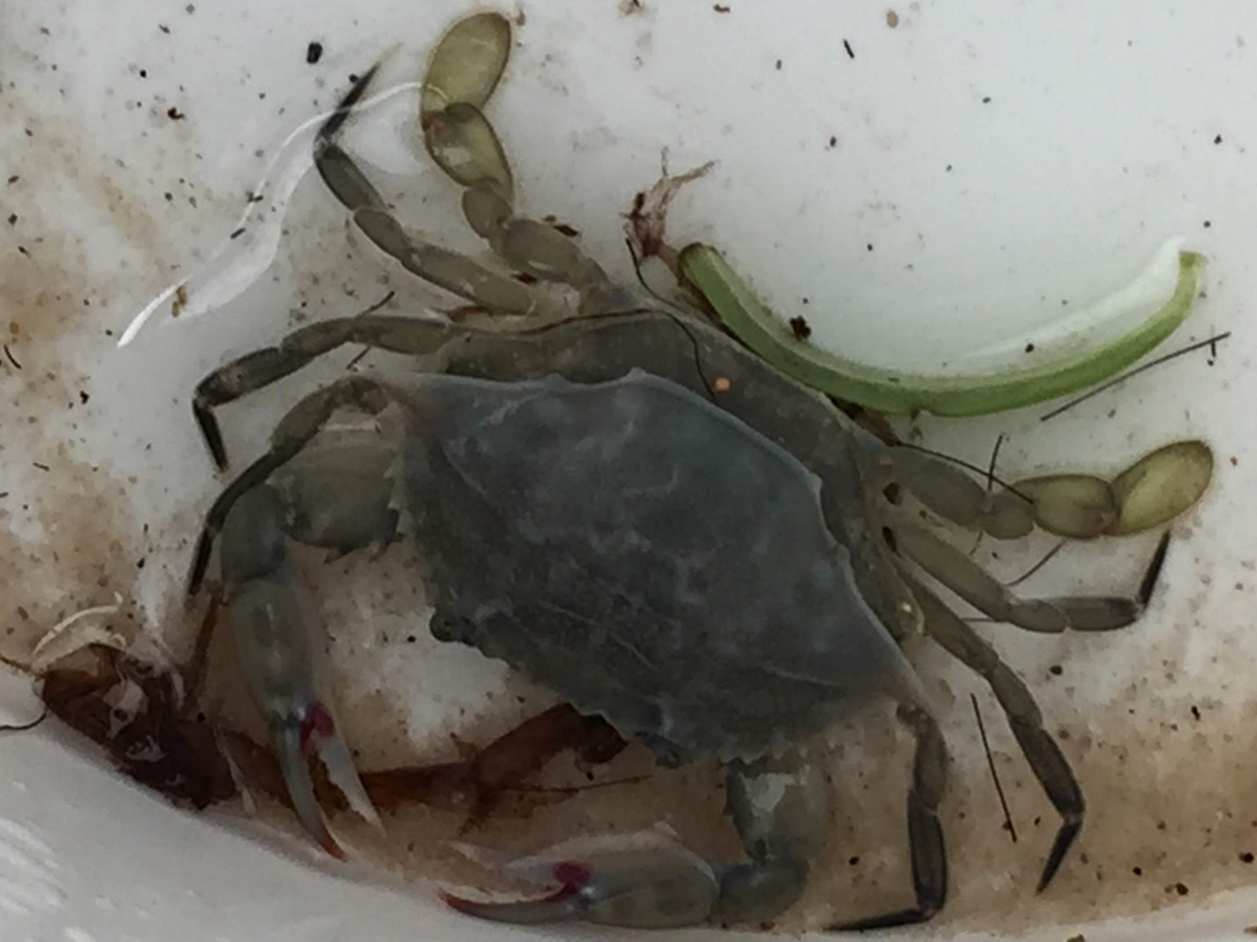  Juvenile blue crab, mid-molt 