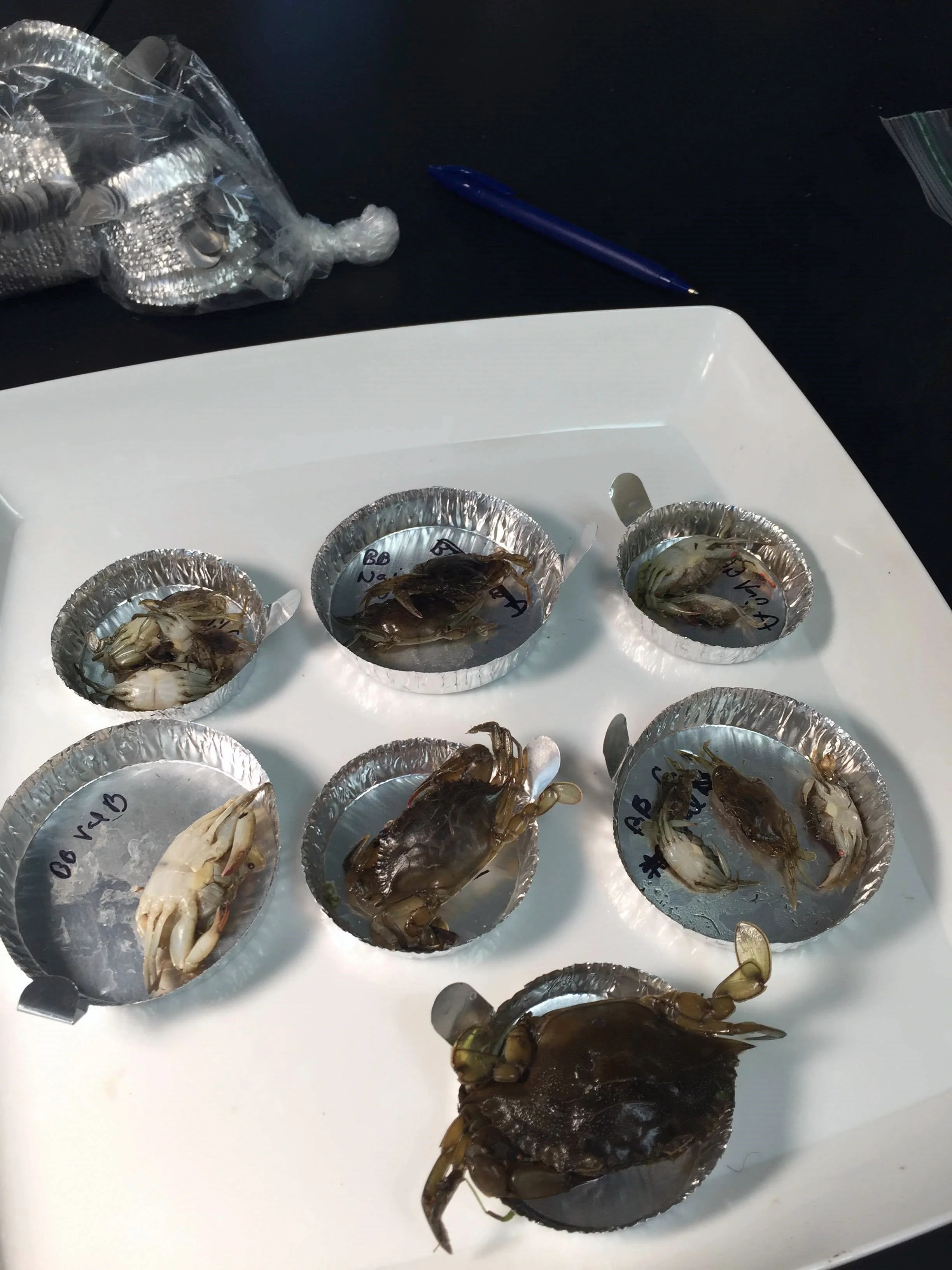  Juvenile blue crabs collected from submerged and floating vegetation in Barataria Bay, Louisiana 