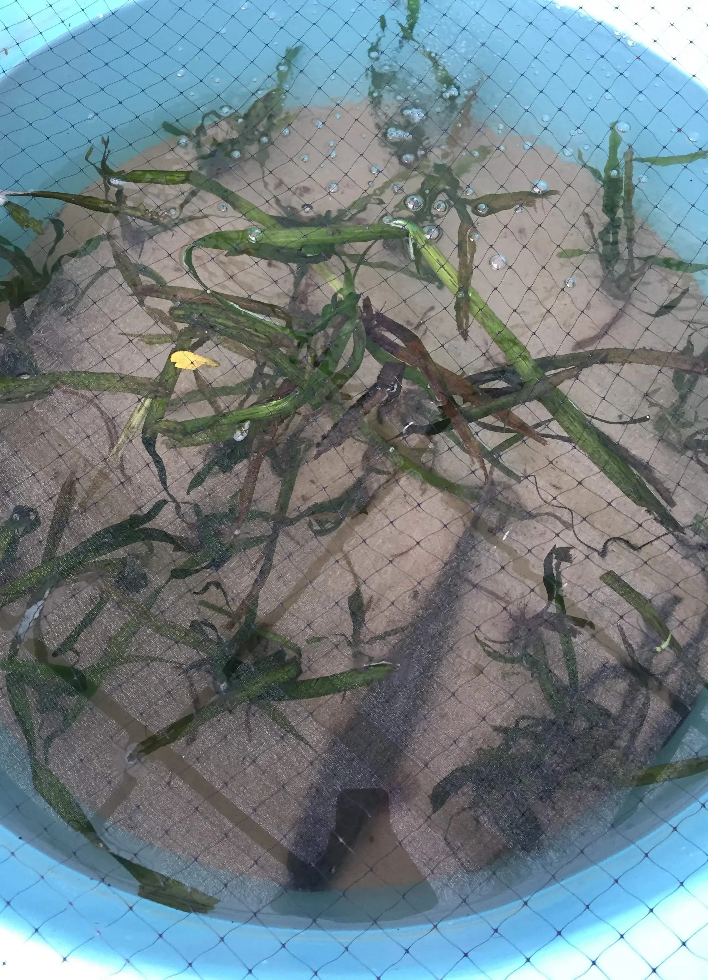  A bowfin in a tank with the submerged aquatic plant water celery&nbsp; 