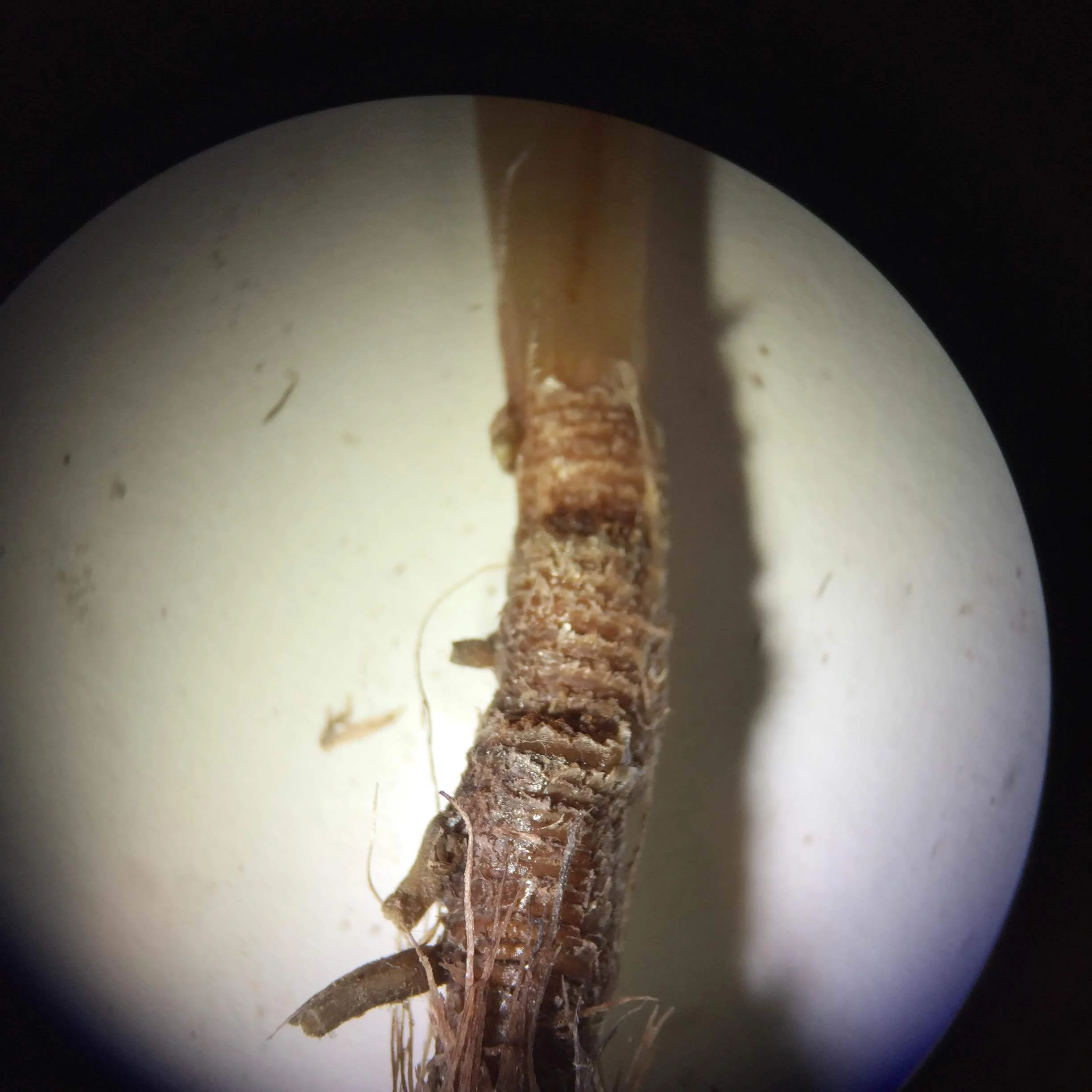  Turtlegrass leaf and flower scars 