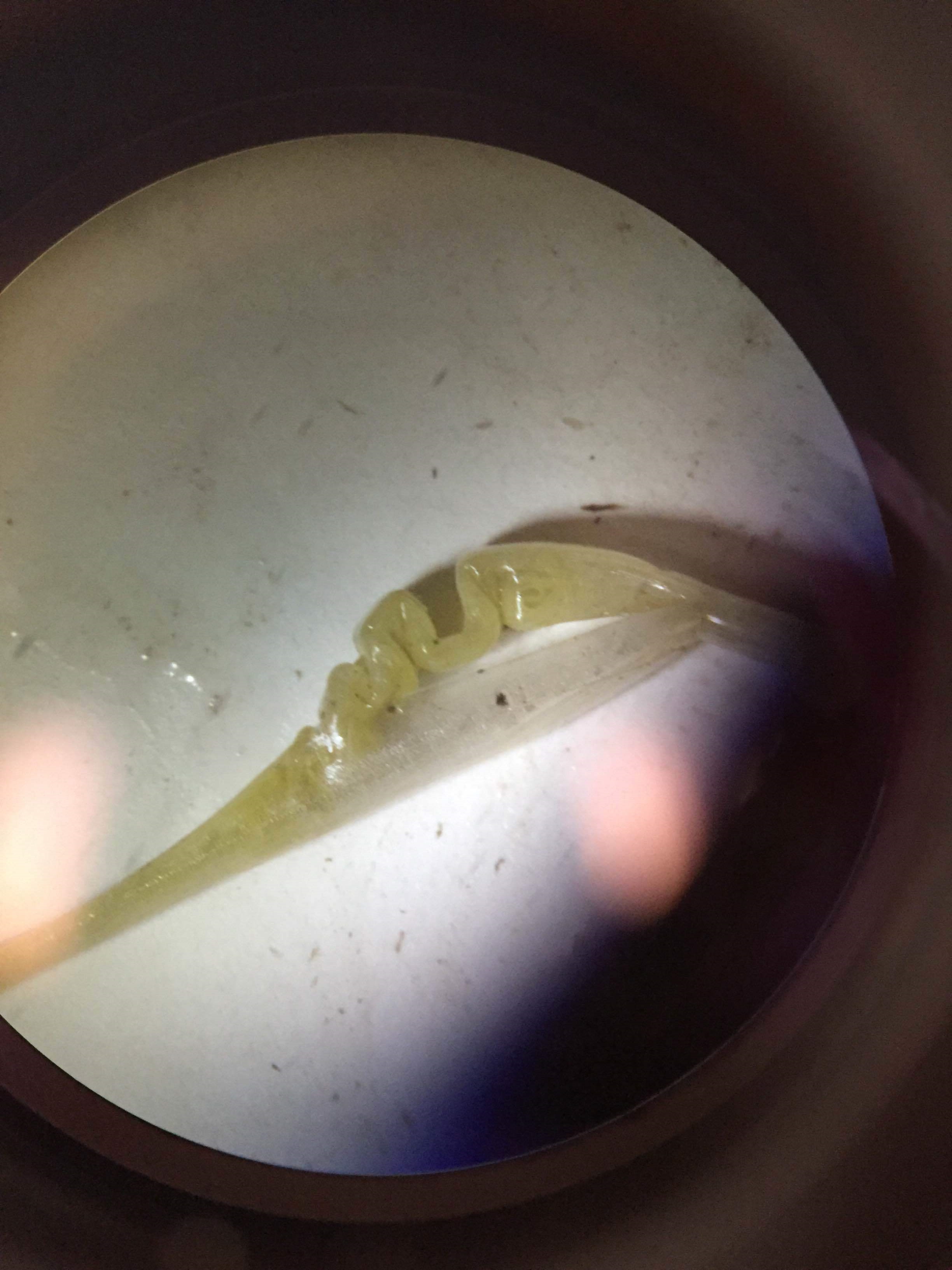  Newly forming turtlegrass leaf 