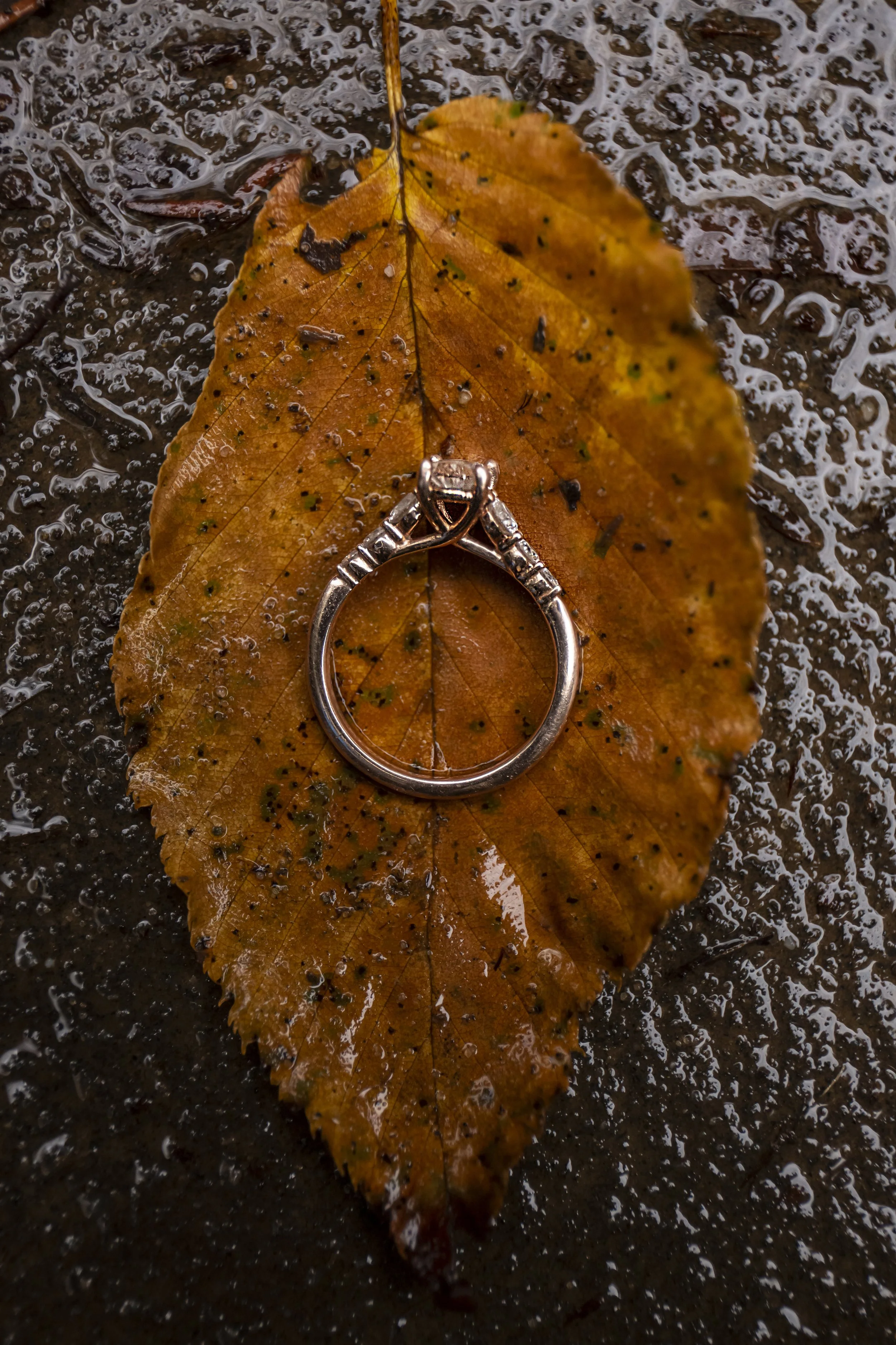 Engagement (87).JPG