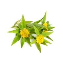 Rhodiola.JPG