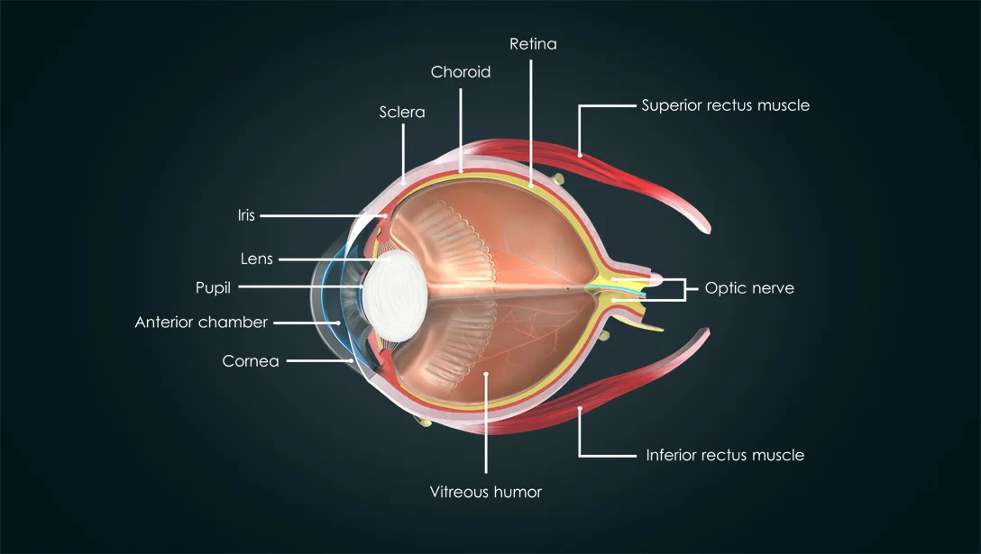 THE WONDER OF SIGHT AND HOW IT WORKS The human eye is composed of many parts, all of which work together to convert the light rays that are going through your pupil into information your brain can interpret. Three things happen when you look at something: Light enters your eye through your pupil. The cornea and crystalline lens work together to focus the light onto the retina. The energy from the light is transferred to your brain and decoded into an image. LIGHT PERCEPTION Light rays travel and bounce off objects before they get to your pupil, and determine the color and brightness your brain perceives. Thanks to this complicated process, we perceive the thin band of the electromagnetic spectrum called visible light that enables us to be aware of what surrounds us. VISUAL ACUITY Visual acuity refers to the sharpness of one's vision; it is a measure of how well a person sees. The Snellen chart test is commonly used to measure acuity. This test determines how much detail a person can distinguish on a standardized chart of letters when standing 20 feet away. Someone with 20/20 vision can resolve the same degree of detail at 20 feet that a standard observer can resolve at 20 feet. 20/20 does not mean perfect vision, as it is quite possible to see better than 20/20. The smaller the bottom number in the visual acuity ratio, the better the acuity.