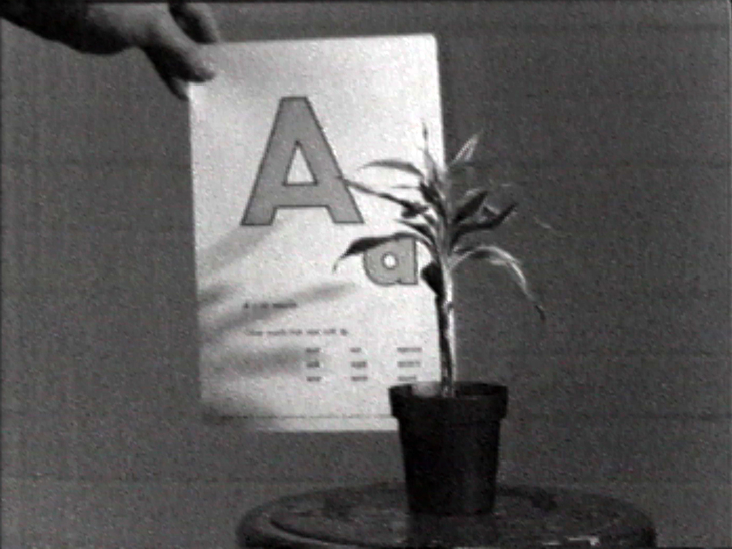   Teaching a Plant the Alphabet , 1972 18:40 min, b&amp;w, sound  ©&nbsp;John Baldessari. &nbsp;Distributed by  EAI . 