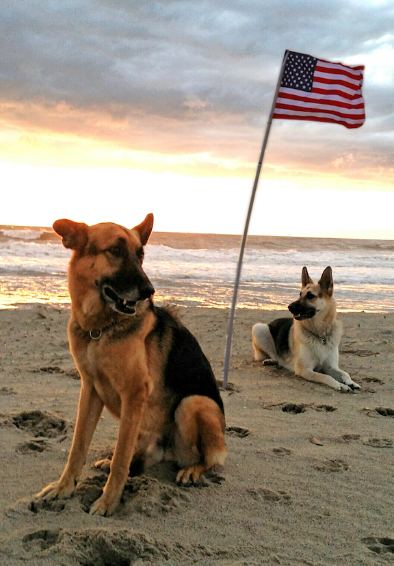 My rescue dogs, Ziggy and Peaches.