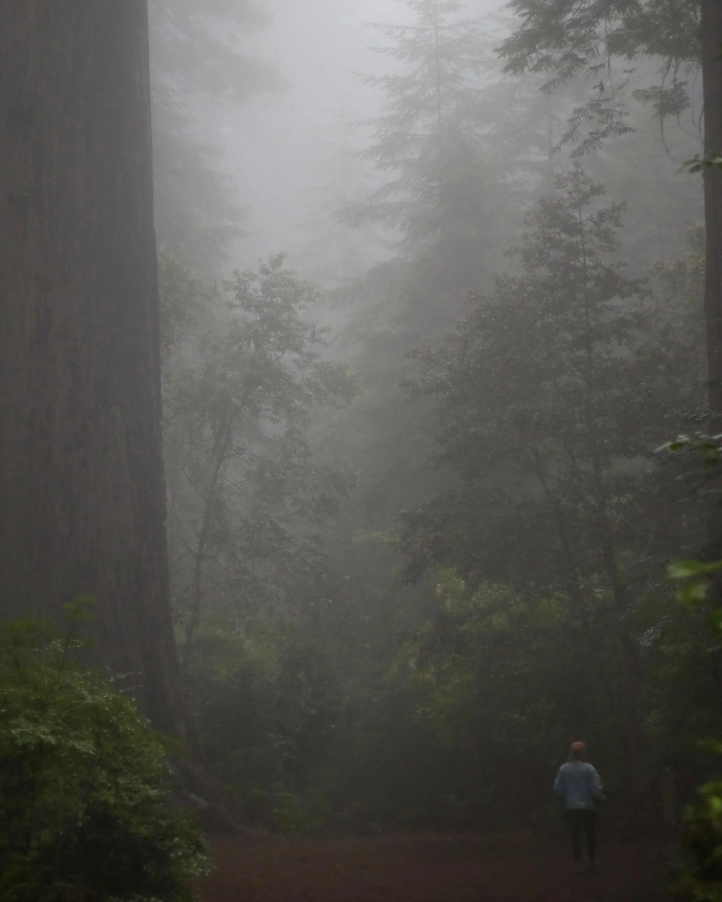 I think about trees a lot but it&rsquo;s usually just these guys. 🌲