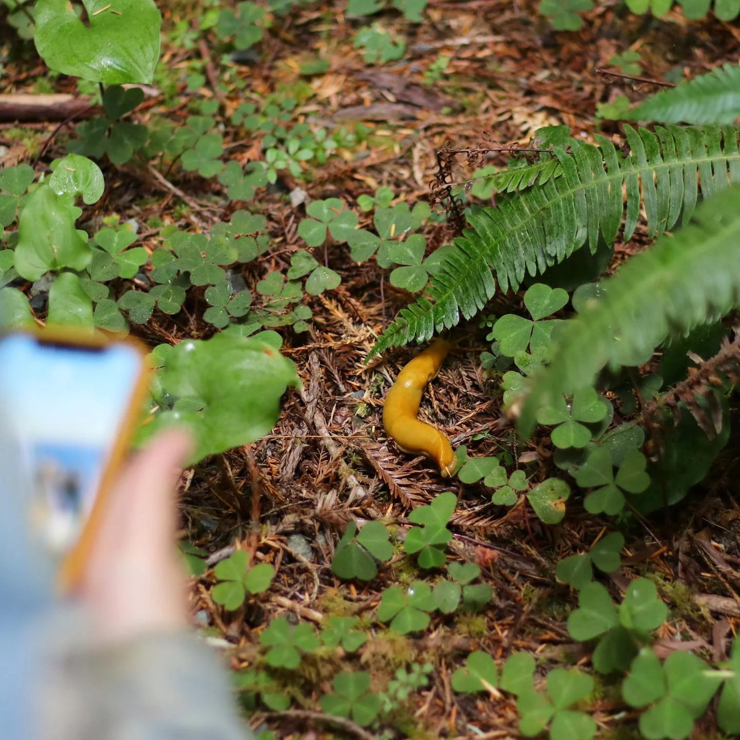 Sluuuuuuuuugs (and snail 🐌)