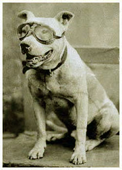 Bud the wonder dog