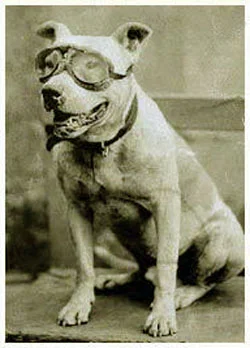 Bud the wonder dog