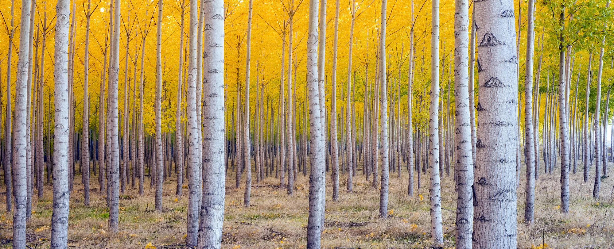 Aspen-banner.jpg