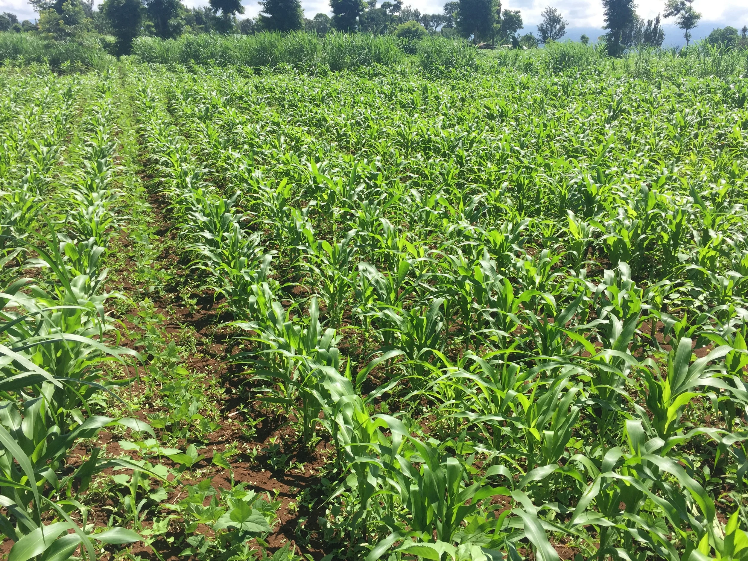The Moshi Sustainable Farm