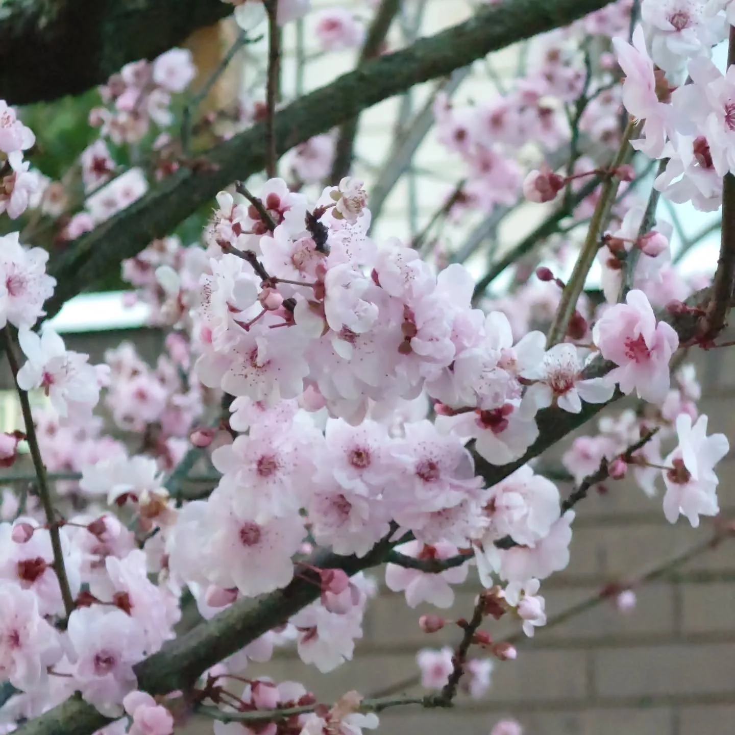 Looks like #Spring has sprung into action a bit prematurely