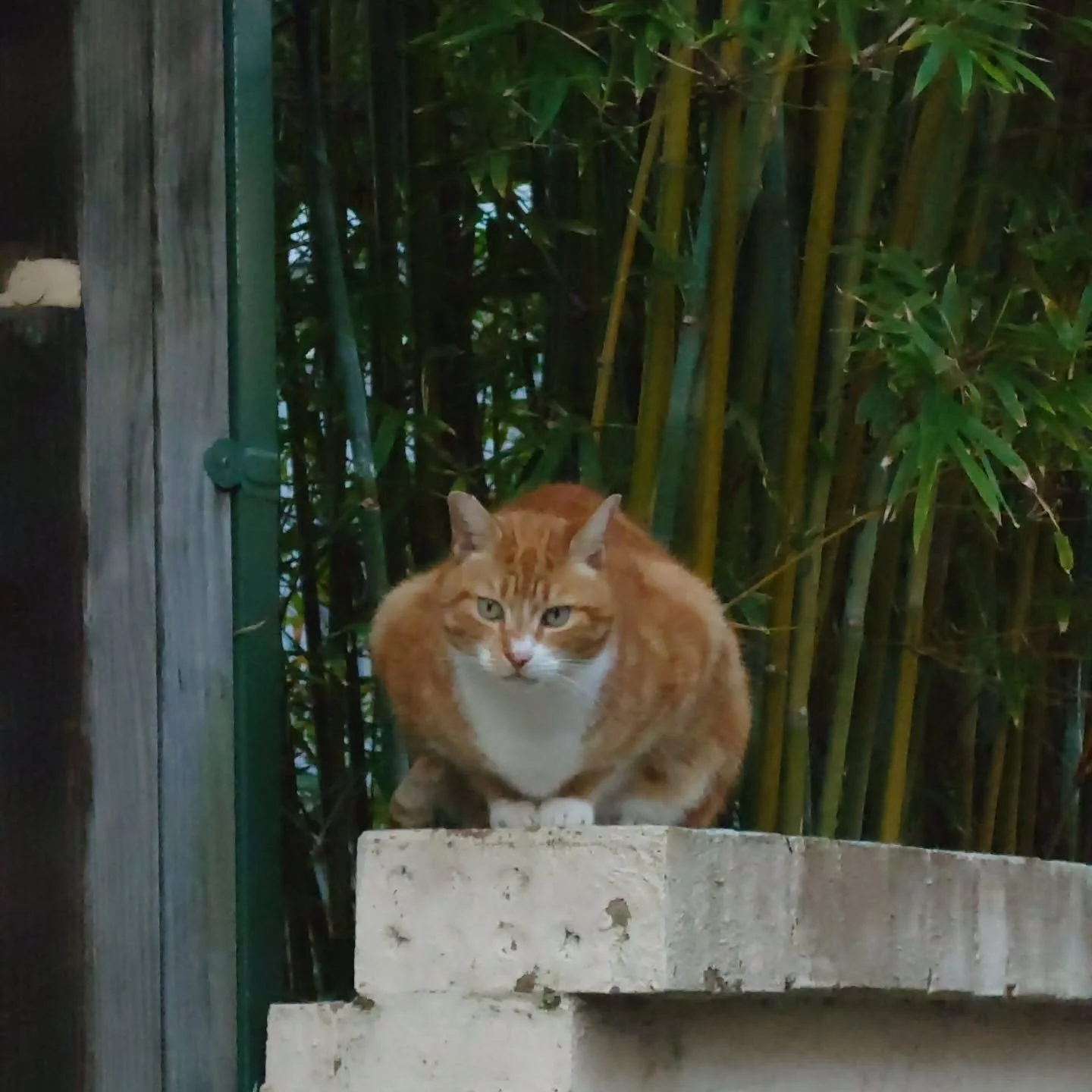#naruto #cat #catphoto