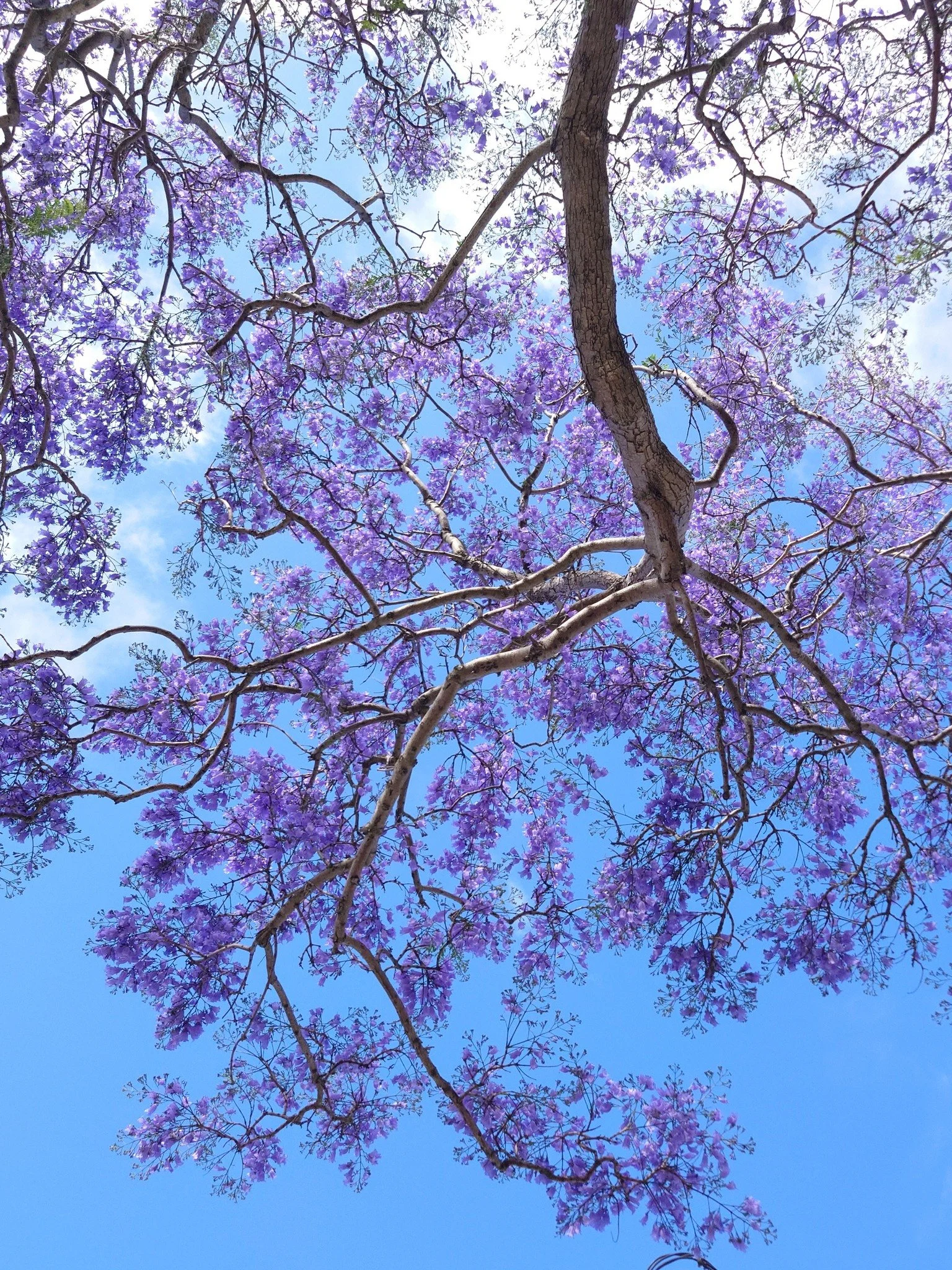 #Spring has come to stay - October 2025 (Mid Spring)