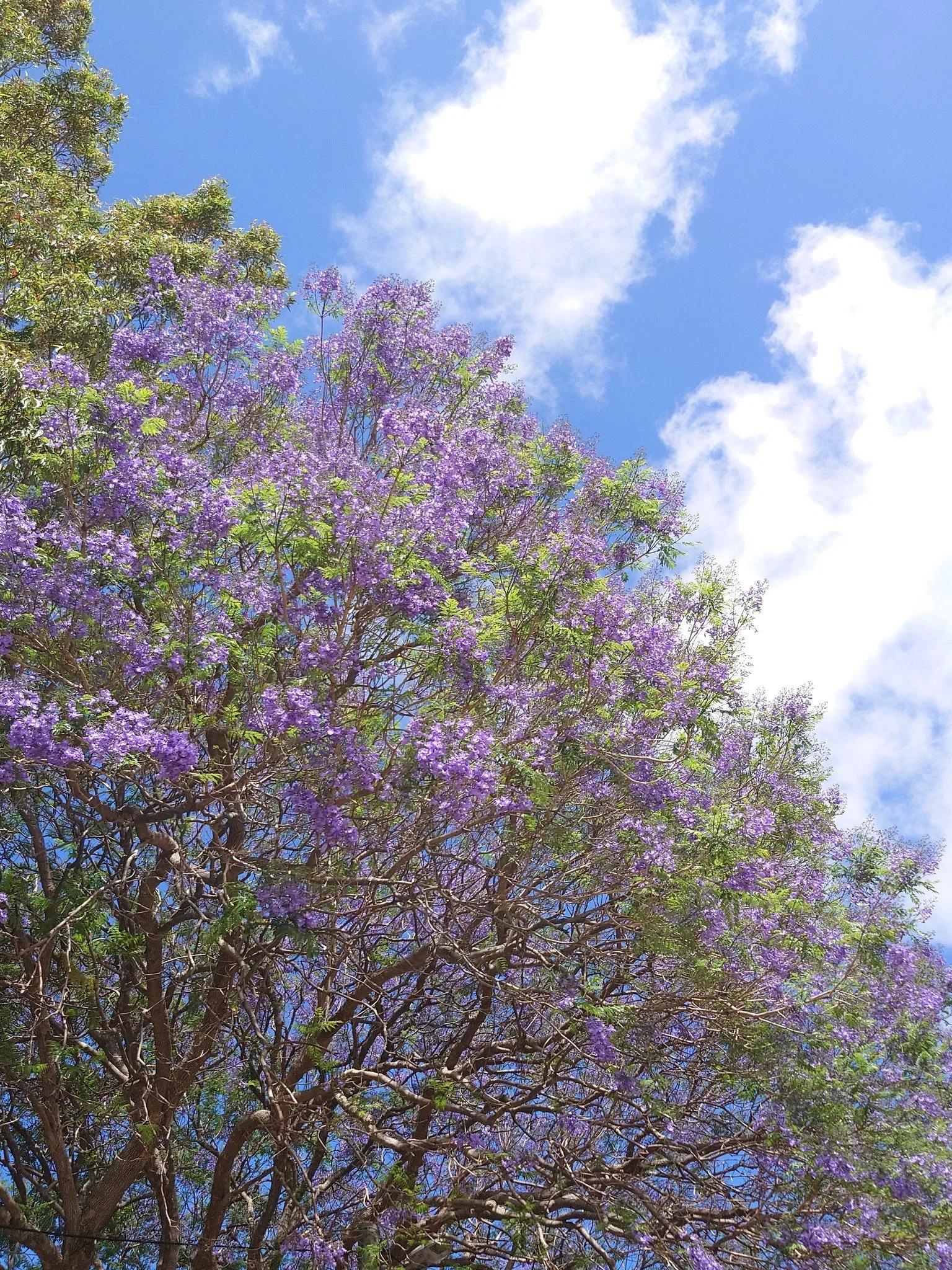 Still obsessed with them after all these years #jacarandaseason