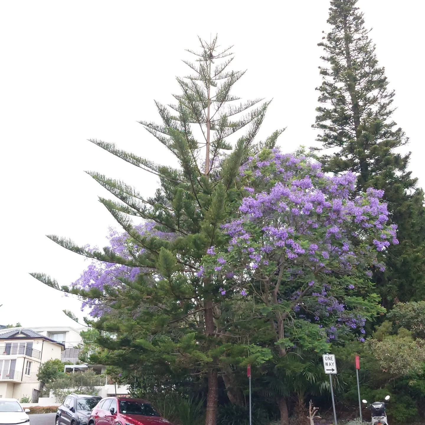 Embracing the #difference #jacaranda #pinetrees