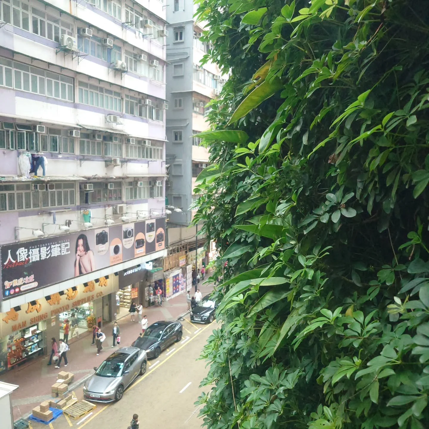A forest in a concrete forest