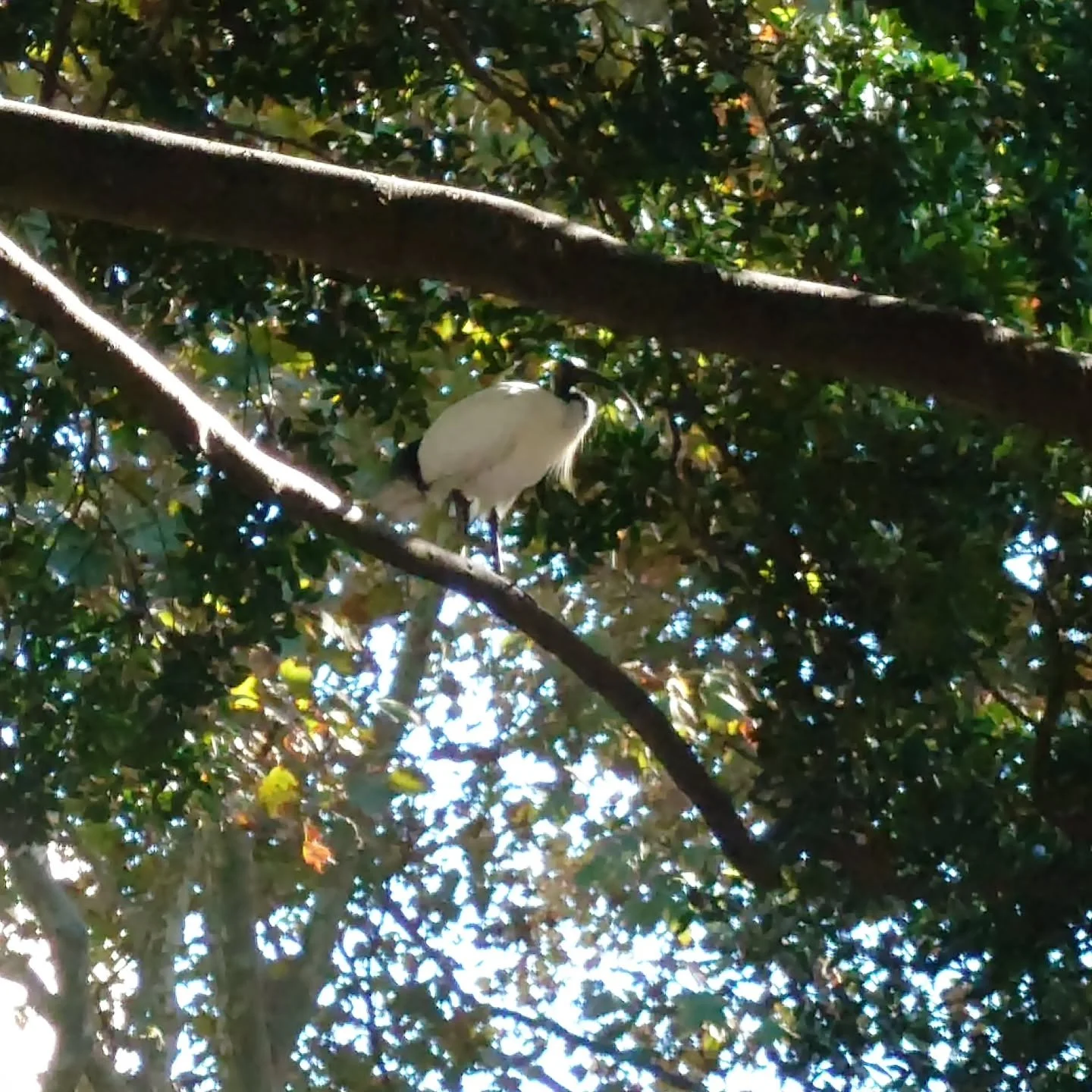 #Ibis aka #BinChicken on a tree