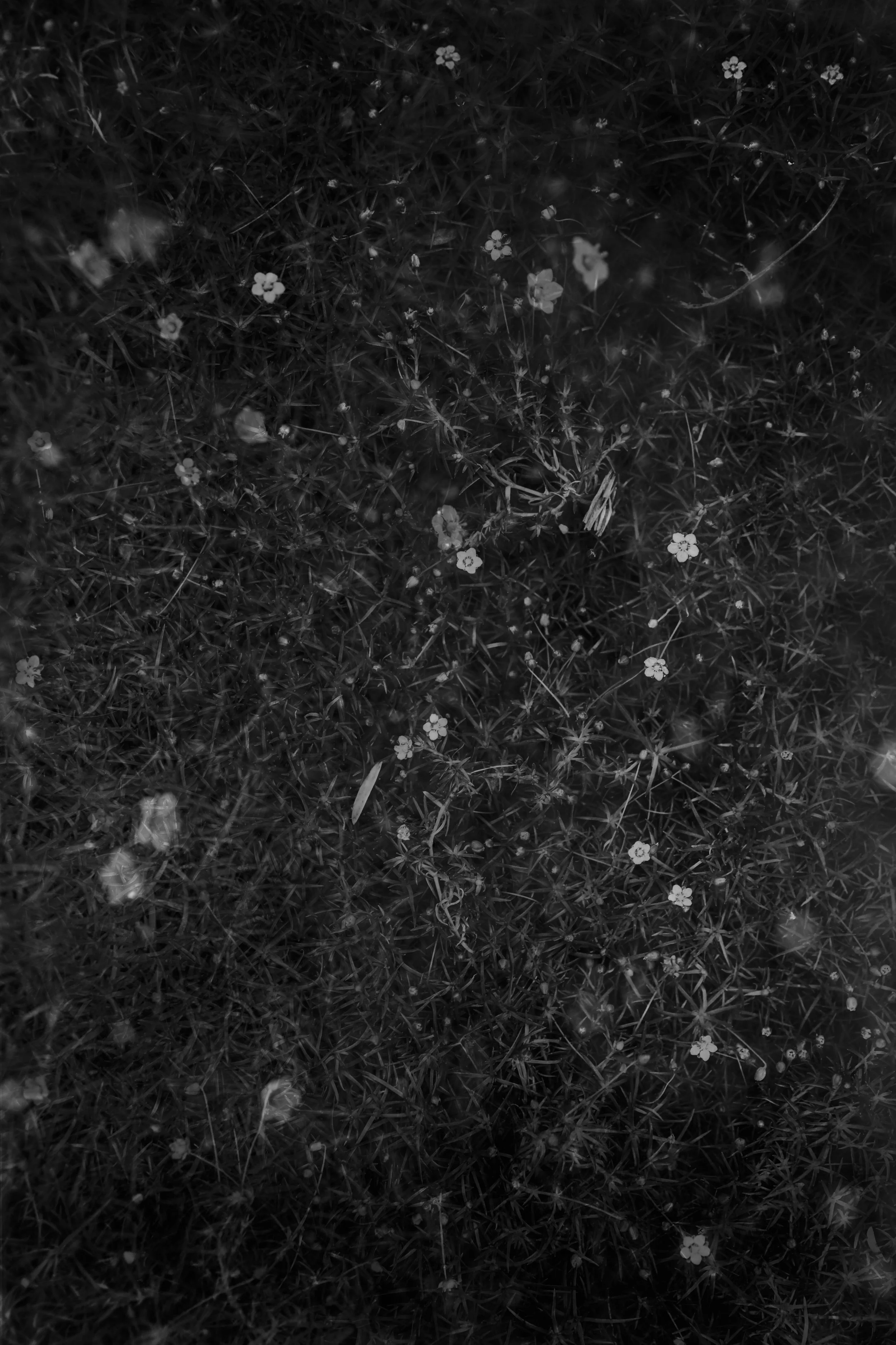 Web-natures time.jpg