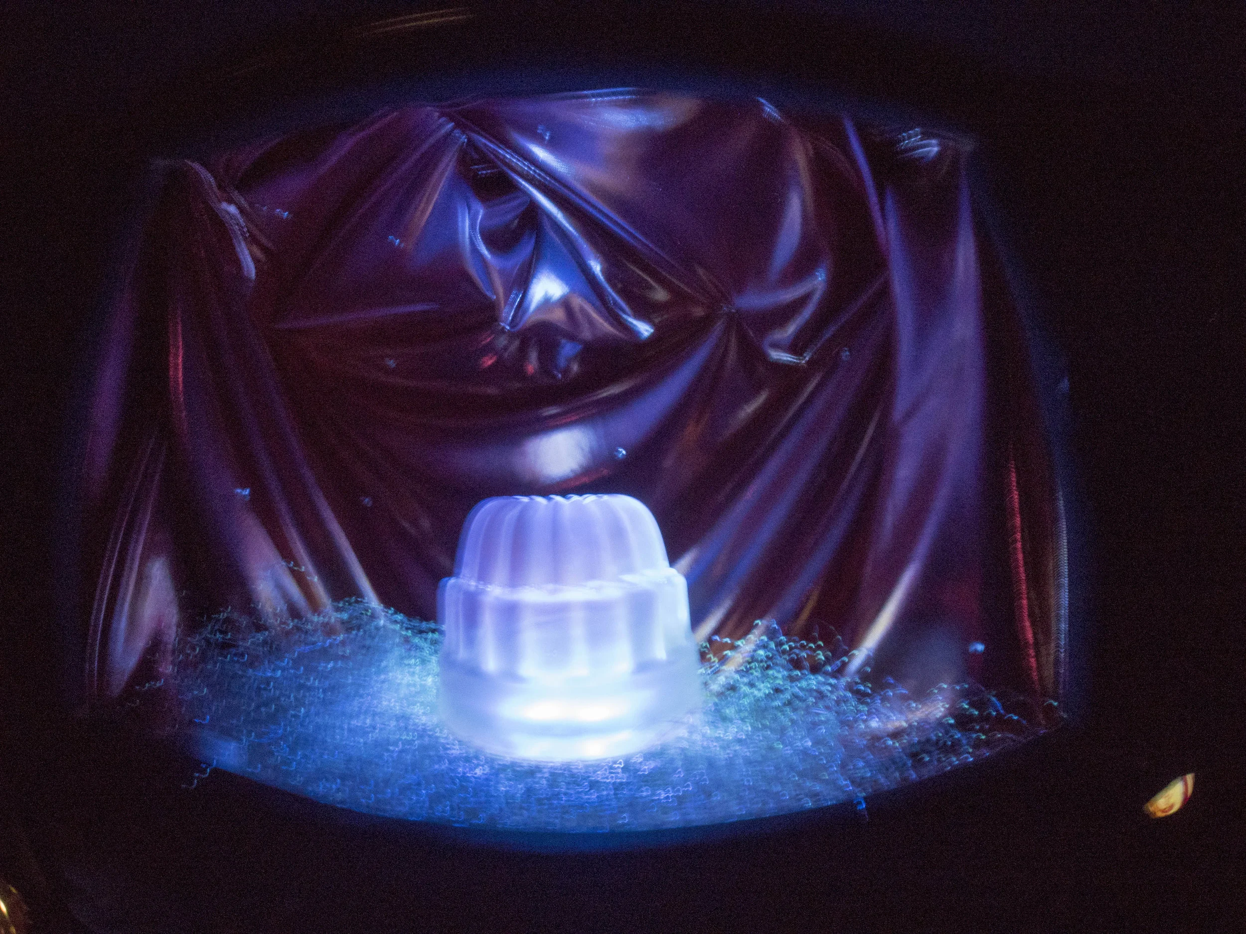 jelly in cave.jpg